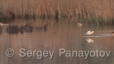 Video of Pied Avocet - Pied Avocet eating in lake in Bulgaria